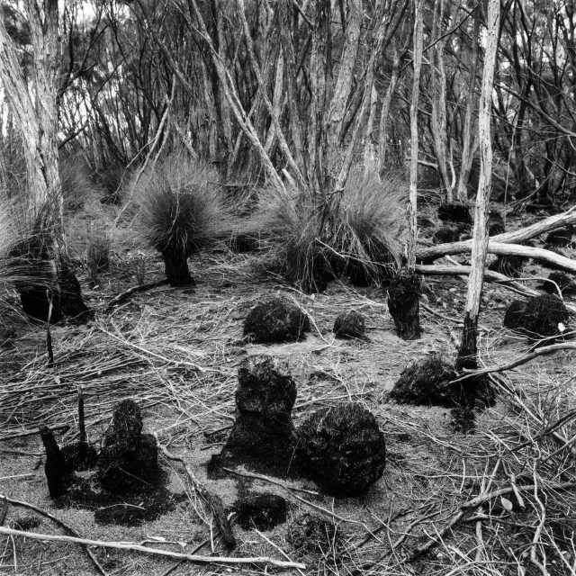 [Peat Pedestals, D'Entrecasteaux NP 2002 jbaphoto20020616A12