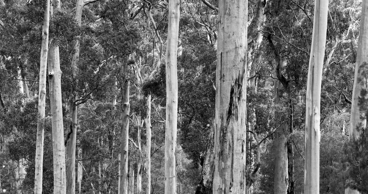 Karri Forest I - Forest Light (Archive)