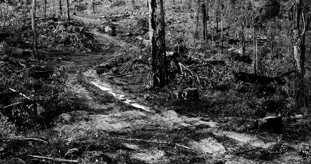 Karri Forest II - Desolation (Archive)