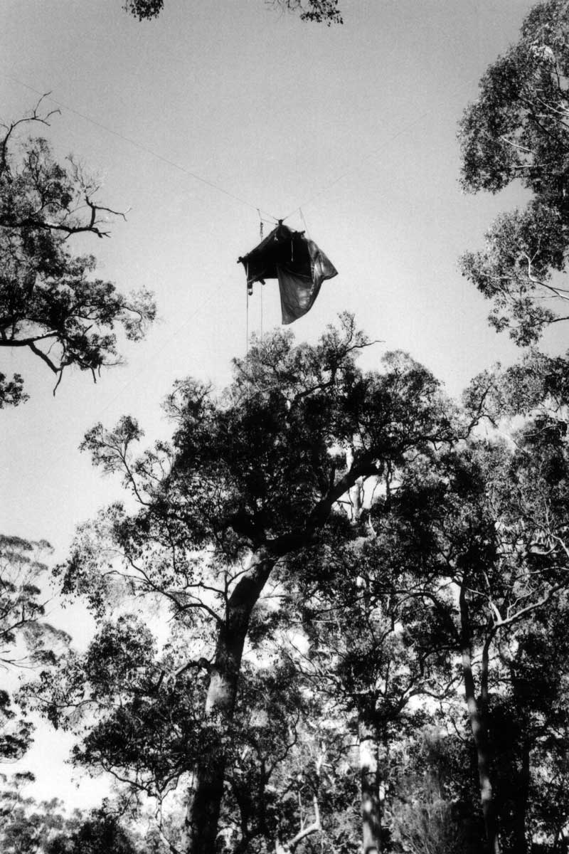 Spider, Boorara SF, Australian forest protest,  - © John Austin