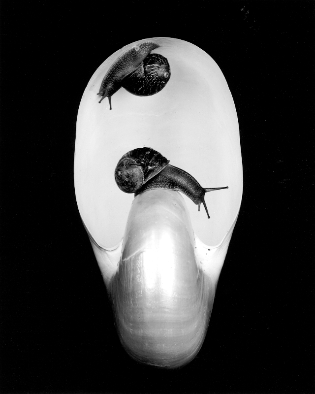 Homage HW Nautilus and Snails, 1985 - © John Austin