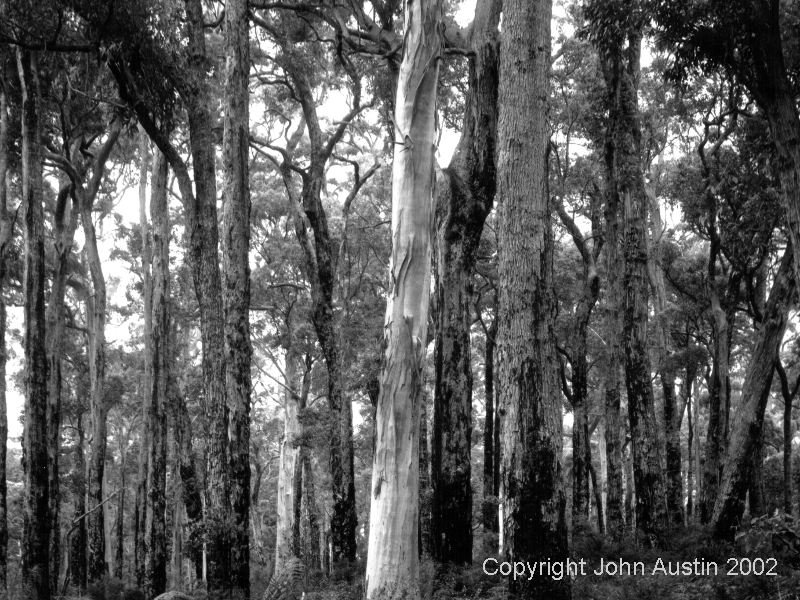 Karri Forest, Borrara State Forest 2002 - © John Austin