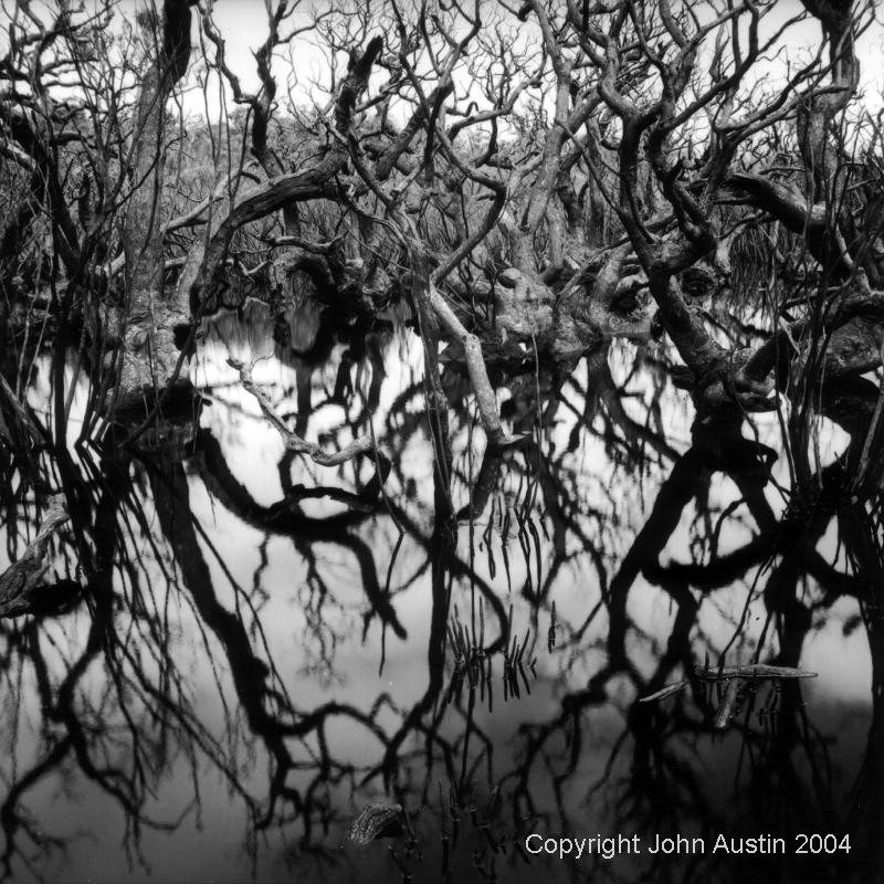 Burnt paperbark (Melaleuca) swamp, Karara Forest, WA 2004 - © John Austin